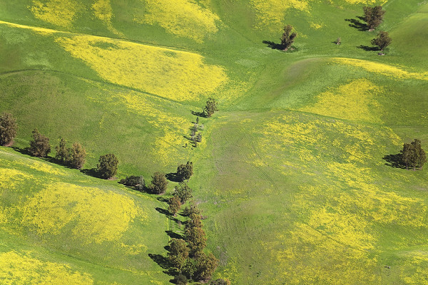 Hills North of Livermore by Barrie Rokeach