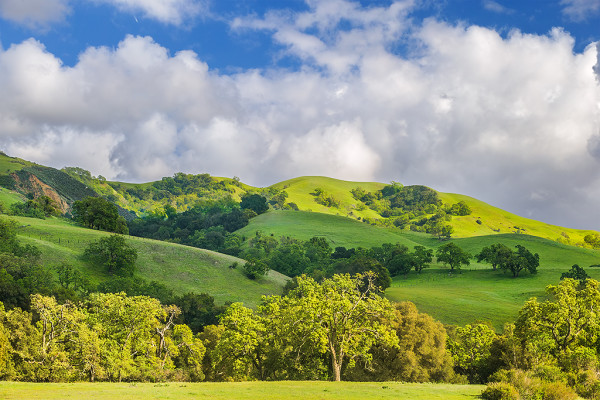 Clearing Storm Clouds and Spring Foliage on Oaks, Sunol Regional Park, Alameda County, California by Rob Badger