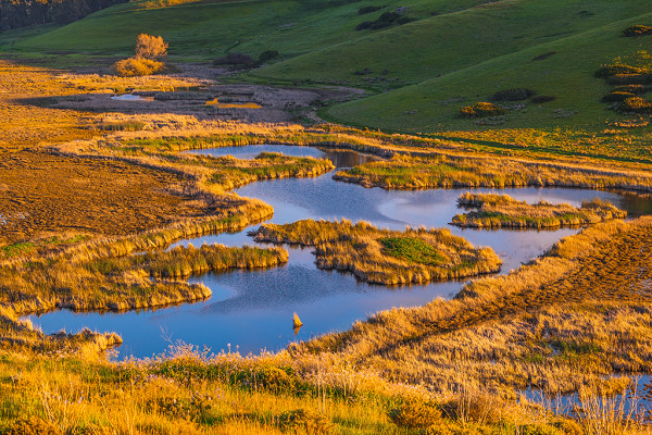 Wetlands and Bare Tree at Sunset, Coyote Hills Regional Park, Alameda County, California by Rob Badger