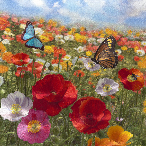 Butterflies Enjoying Poppies on a Spring Day #2 by Yan Inlow