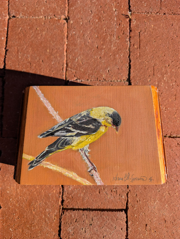 Lesser Goldfinch by Karine Swenson