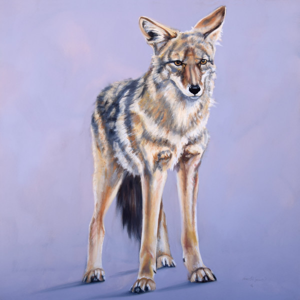 Pre-Dawn Coyote by Karine Swenson