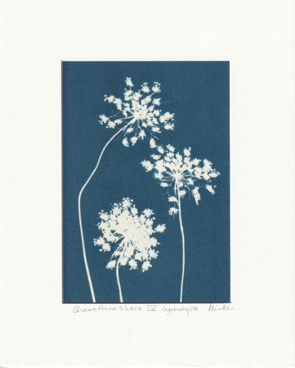 Queen Anne's Lace IV by Vera Gierke
