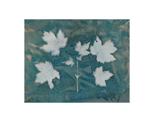 Maple Leaves by Vera Gierke