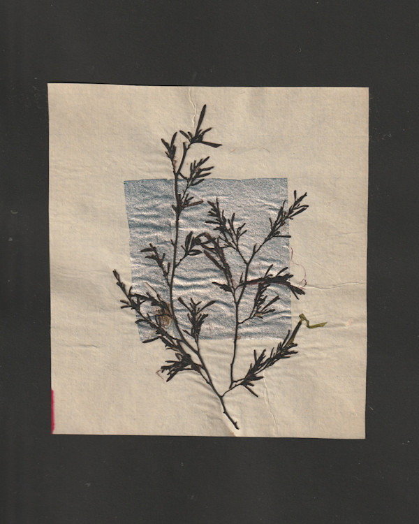 A Touch of Red by Vera Gierke