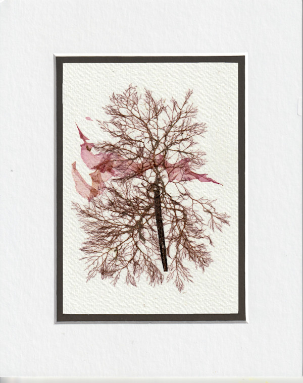 Bouquet From The Sea #1 by Vera Gierke