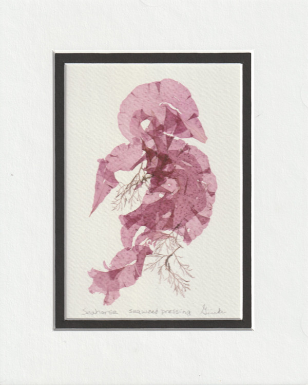 Seahorse by Vera Gierke