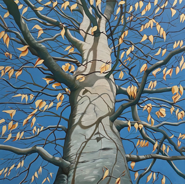 American Beech in Winter by Rachel Clegg