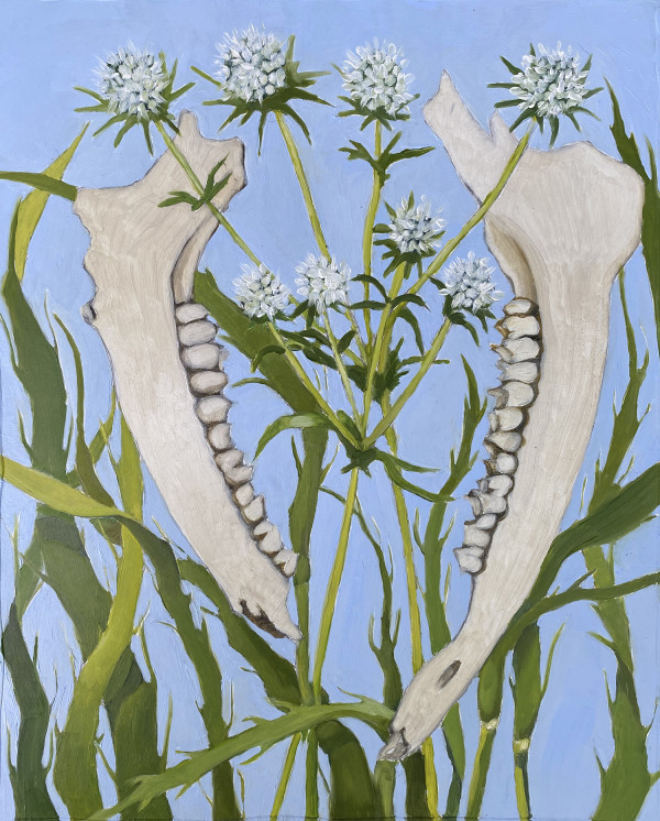Deer Jaw, Rattlesnake Master by Rachel Clegg