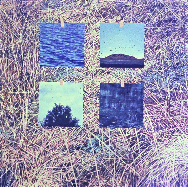 Four photos on Grass