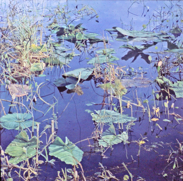 Lake Weeds II by Bruce Marsh