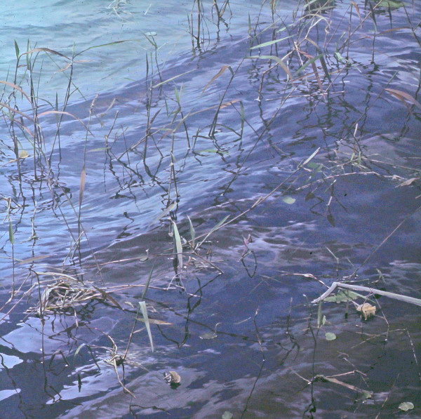Lake Weeds? by Bruce Marsh