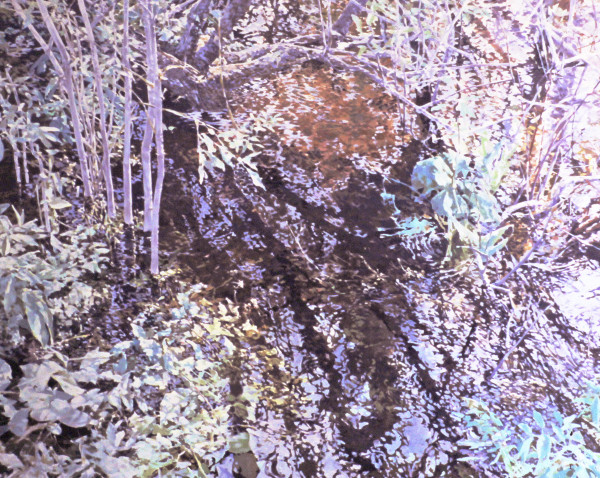 Pond