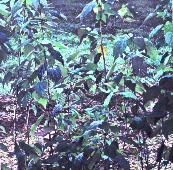 Tampania Leaves