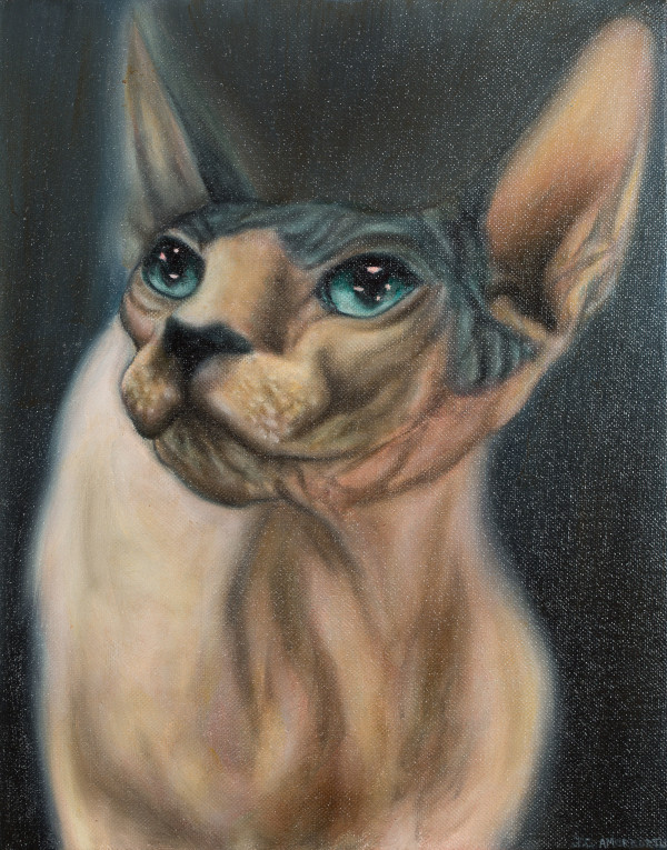 Hairless Cat Study by Juan Carlos Amorrortu