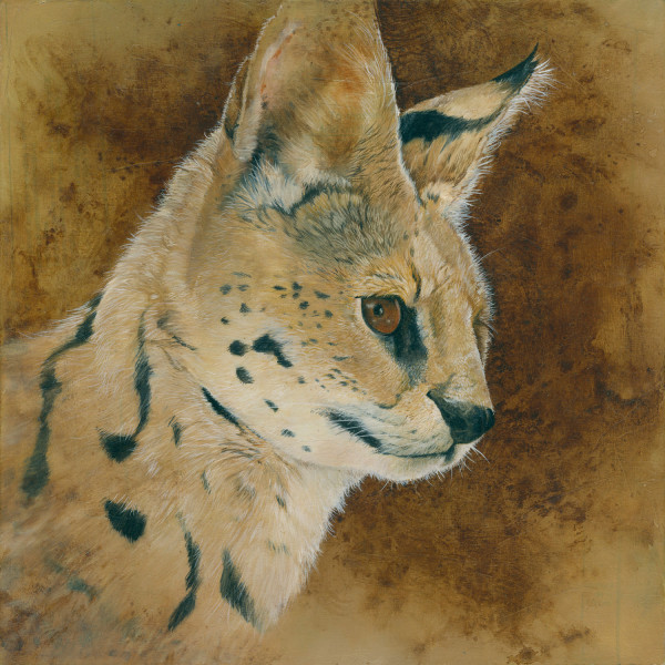 serval study by bryan holland arts