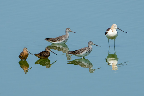 Waterbirds Share the Calm by Michele McCormick