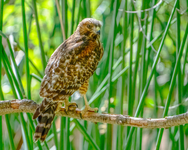 Effie Yeaw's Juvenile Red-shouldered Hawk by Michele McCormick