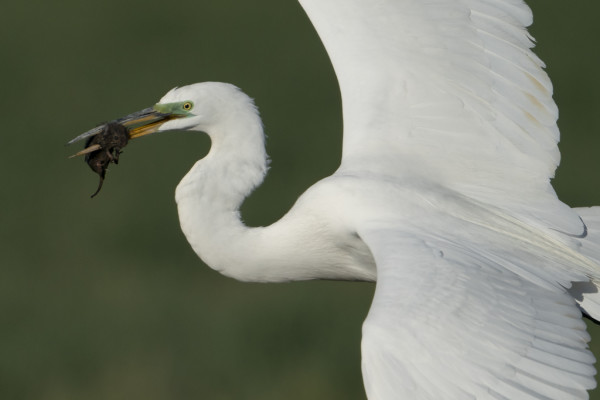 Egret at the Vole Buffet by Michele McCormick