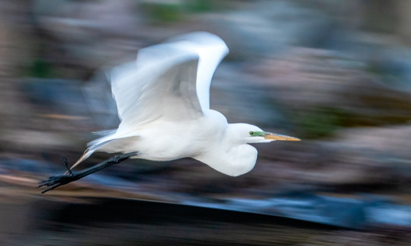 A Great Egret Takes Flight