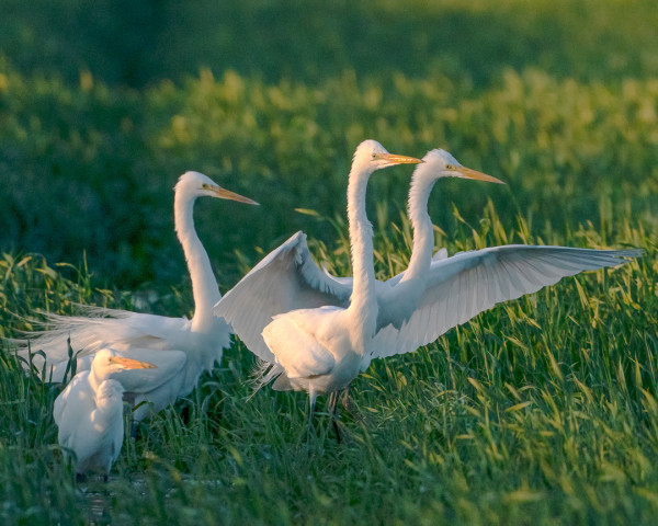 Egrets Greet the Dawn by Michele McCormick