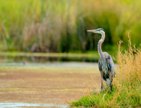 A Heron Reigns by Michele McCormick