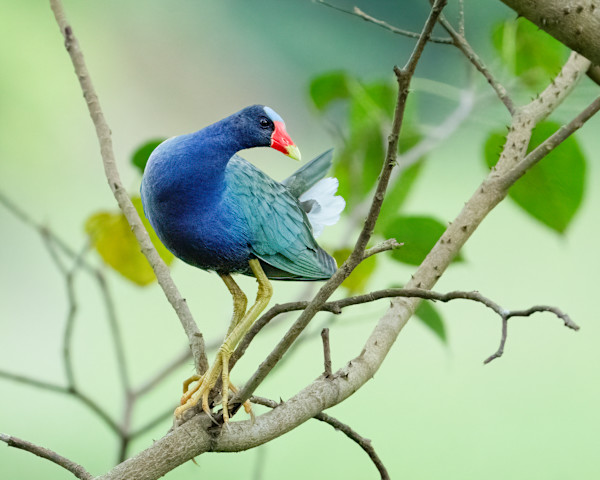 La Poseur by Michele McCormick