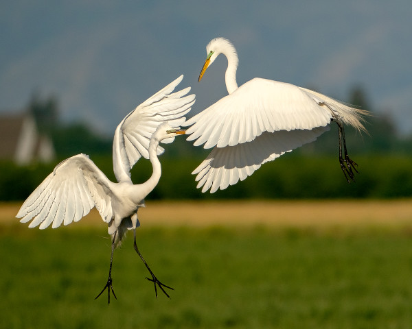 Dancing Egrets #3 by Michele McCormick