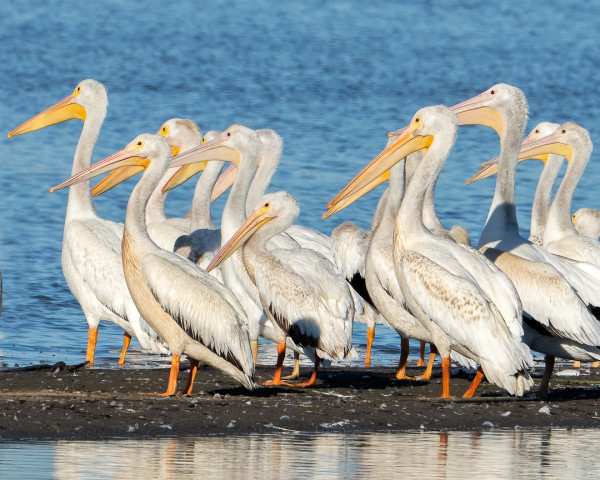 A Gathering of Pelicans by Michele McCormick