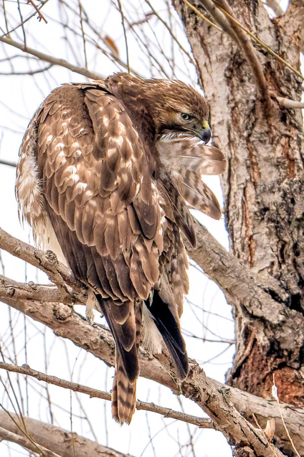 A Young Red-tailed Hawk Grooms