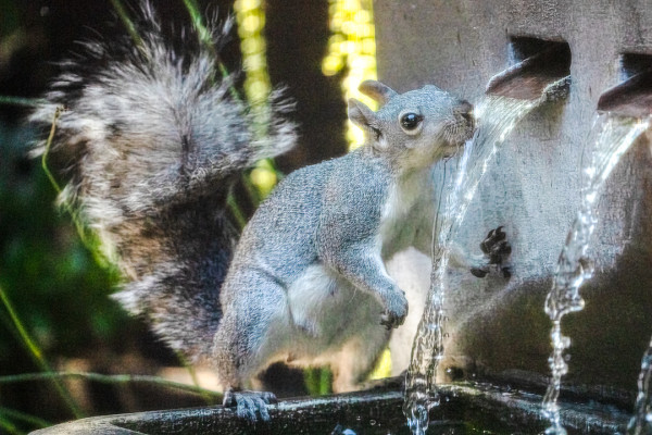 Squirrel Takes a Drink by Michele McCormick