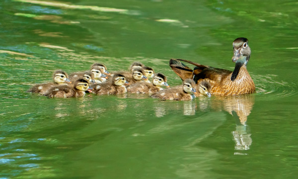 Wood Duck and Chicks