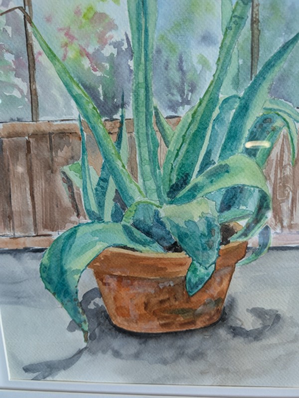 Yucca Plant Luthy Botanical Garden  Peoria IL