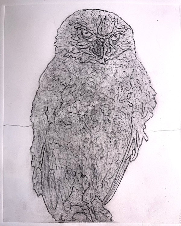 Burrowing Owl by Jamie Downs