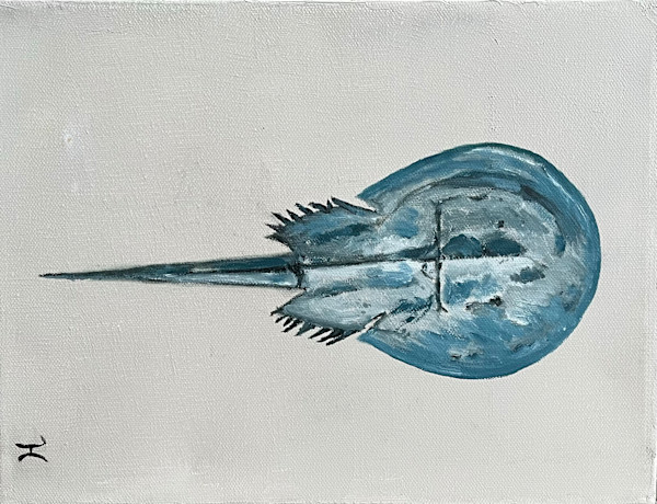 Horseshoe Crab by Jim Hoehn