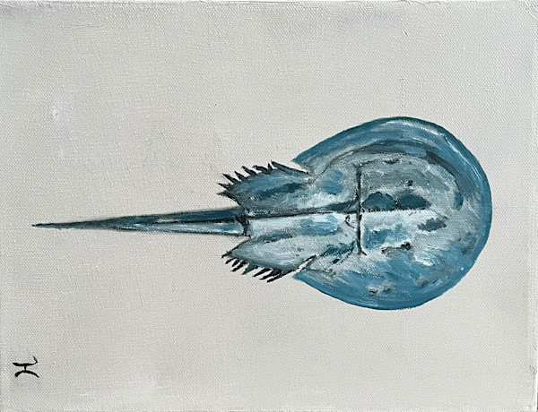 Horseshoe crab by Jim Hoehn