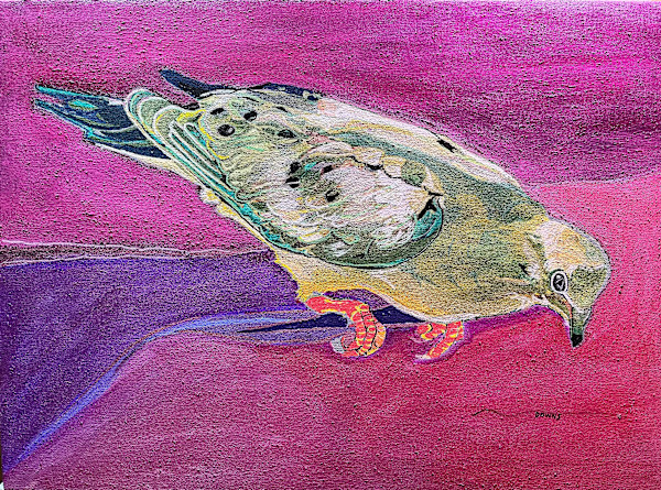 Irridiscent Mourning Dove by Jamie Downs