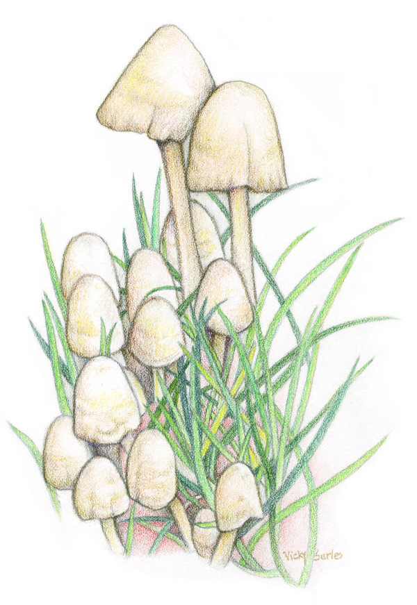 Mushroom Family by Vicky Surles