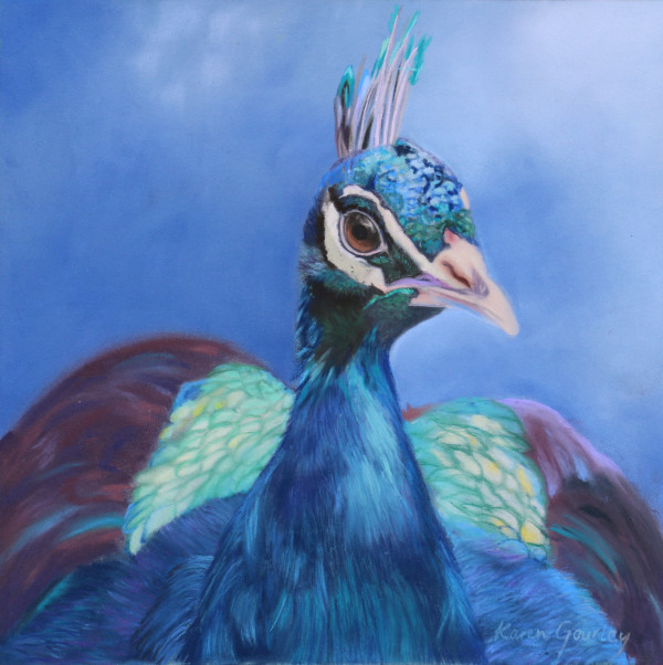 Peacock study by Karen Gourley, Image 1.