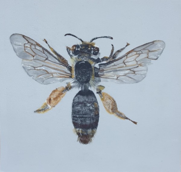 NZ Native Bee, Image 1.