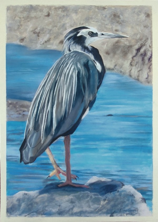 White Faced Heron, Image 1.