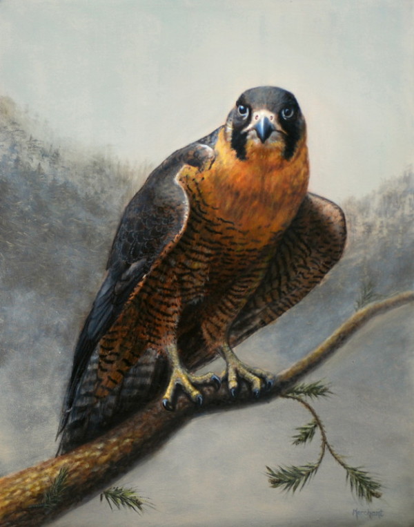Falcon SOLD by Linda Merchant Pearce
