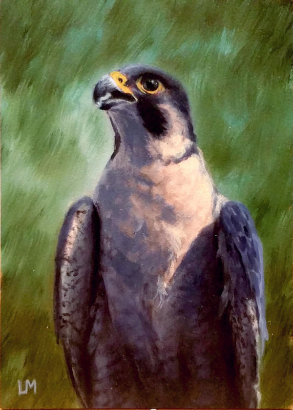 Falcon ACEO SOLD by Linda Merchant Pearce