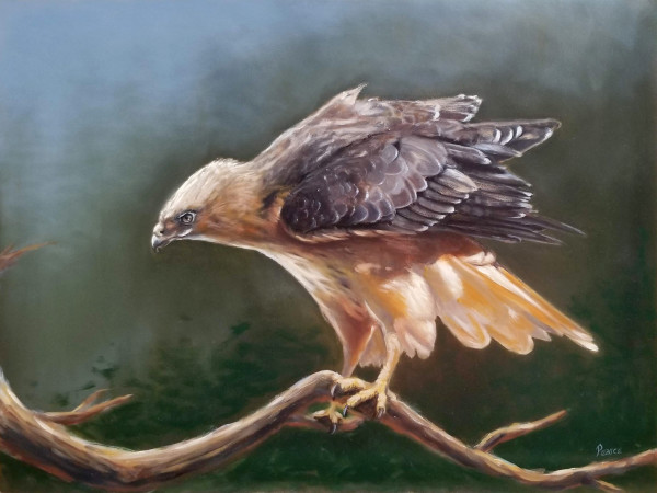 Hawk in the Pines by Linda Merchant Pearce