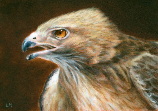 Hawk SOLD by Linda Merchant Pearce