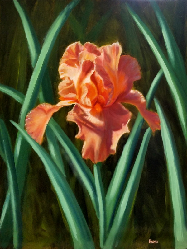 Pink Iris by Linda Merchant Pearce