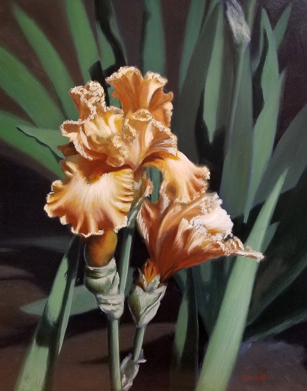 Peach Iris by Linda Merchant Pearce