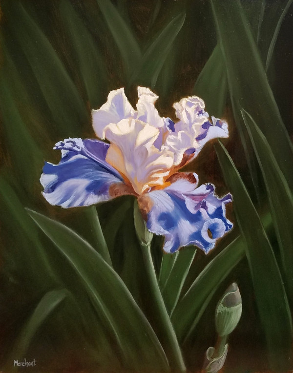 White and Purple Iris AVAILABLE by Linda Merchant Pearce