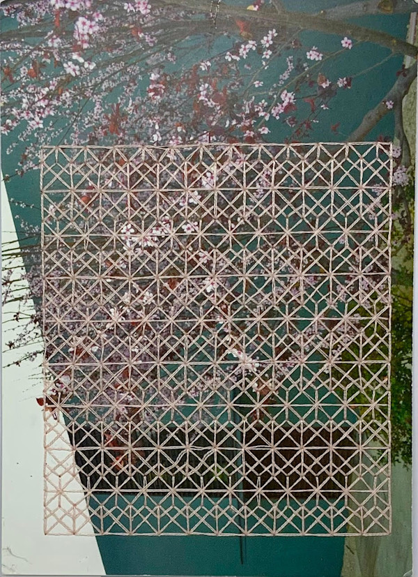 Iris Guy Sofer:  PINK BLOSSOM