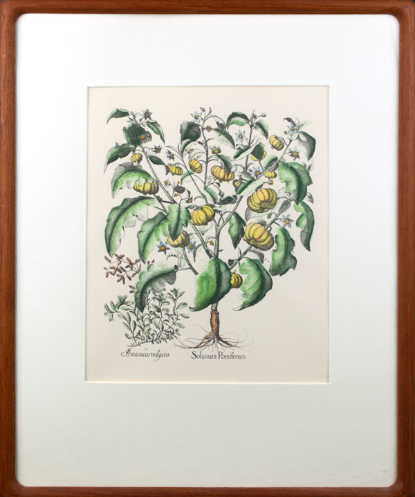 Botanical Print by Anonymous